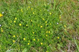 Image result for Potentilla tormentilla