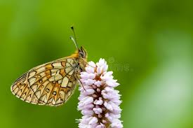 Attēlu rezultāti vaicājumam “Boloria eunomia underside”