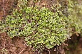 Attēlu rezultāti vaicājumam “Calypogeia”