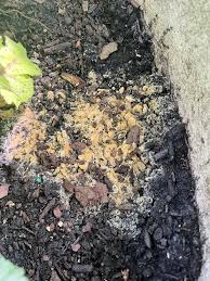 Attēlu rezultāti vaicājumam “Fuligo septica cf. rufa”