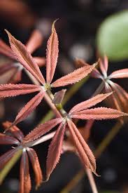 Attēlu rezultāti vaicājumam “Aesculus x neglecta flower”