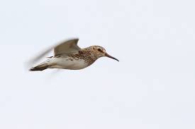 Attēlu rezultāti vaicājumam “Calidris falcinellus”