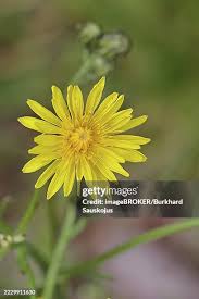 Attēlu rezultāti vaicājumam “Crepis biennis”