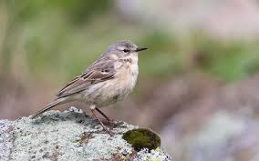 Image result for Anthus spinoletta