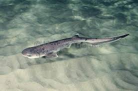 Image result for Notorynchus cepedianus