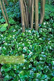 Attēlu rezultāti vaicājumam “Asarum europaeum leaf”