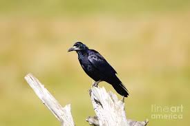 Attēlu rezultāti vaicājumam “Corvus frugilegus”