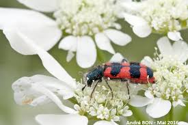 Attēlu rezultāti vaicājumam “Trichodes apiarius”