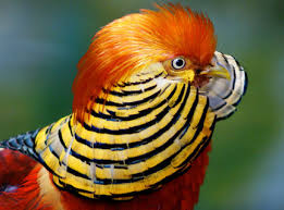 Attēlu rezultāti vaicājumam “Galliformes”