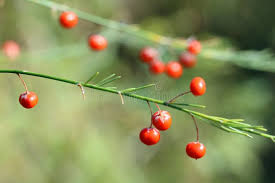 Attēlu rezultāti vaicājumam “Asparagus officinalis fruit”