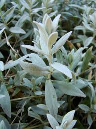 Image result for cerastium tomentosum