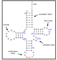 Image result for the end of the t-loop structure
