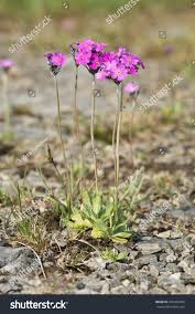 Attēlu rezultāti vaicājumam “Primula farinosa”