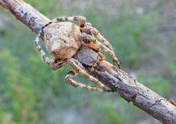 Attēlu rezultāti vaicājumam “Araneus angulatus”