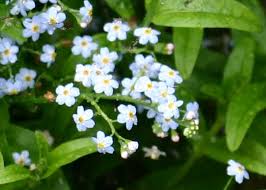 Attēlu rezultāti vaicājumam “Myosotis scorpioides bud”