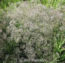 Attēlu rezultāti vaicājumam “Gypsophila paniculata leaf”
