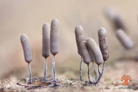 Attēlu rezultāti vaicājumam “Stemonitopsis typhina macro”