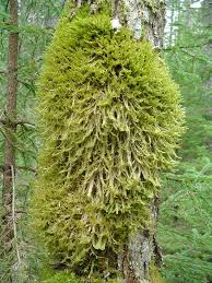 Attēlu rezultāti vaicājumam “Neckera complanata sporophyte”