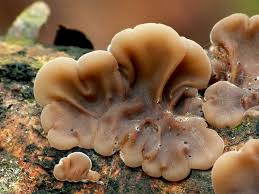 Attēlu rezultāti vaicājumam “Auricularia mesenterica”