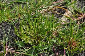 Attēlu rezultāti vaicājumam “Myosurus minimus”