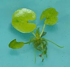 Attēlu rezultāti vaicājumam “Hydrocharis morsus-ranae fruit”