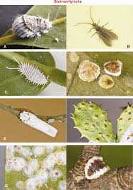 Attēlu rezultāti vaicājumam “Sternorrhyncha”