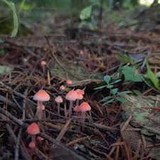 Attēlu rezultāti vaicājumam “Macrotyphula juncea”