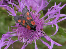 Attēlu rezultāti vaicājumam “Zygaena viciae”