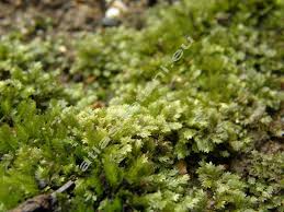 Attēlu rezultāti vaicājumam “Fissidens taxifolius”