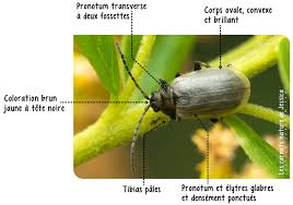 Attēlu rezultāti vaicājumam “Lochmaea caprea”