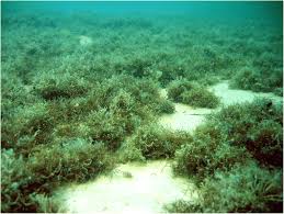 Attēlu rezultāti vaicājumam “Furcellaria lumbricalis”