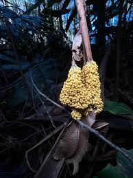 Attēlu rezultāti vaicājumam “Leocarpus fragilis”