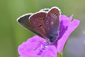 Attēlu rezultāti vaicājumam “Eumedonia eumedon underside”
