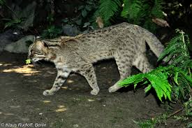 Attēlu rezultāti vaicājumam “Lycogala leopardinum macro”