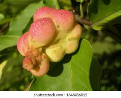 Attēlu rezultāti vaicājumam “Magnolia kobus fruit”