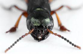 Attēlu rezultāti vaicājumam “Staphylinus erythropterus”