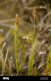 Attēlu rezultāti vaicājumam “Carex lepidocarpa fruit”