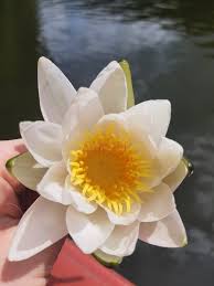 Attēlu rezultāti vaicājumam “Nymphaea alba flower”