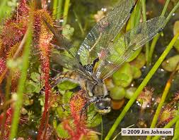 Attēlu rezultāti vaicājumam “Libellula quadrimaculata imago”