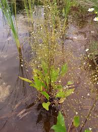 Attēlu rezultāti vaicājumam “Alisma plantago-aquatica fruit”