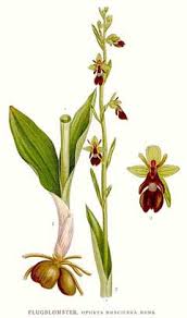 Attēlu rezultāti vaicājumam “Ophrys insectifera flower”
