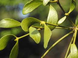 Attēlu rezultāti vaicājumam “Viscum album leaf”