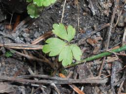 Attēlu rezultāti vaicājumam “Anemone nemorosa leaf”