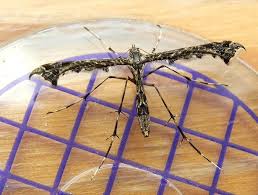 Attēlu rezultāti vaicājumam “Platyptilia tesseradactyla”