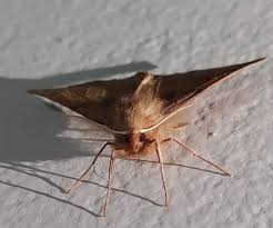 Attēlu rezultāti vaicājumam “Colotois pennaria”