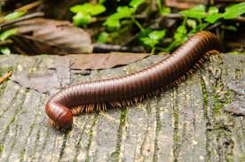 Attēlu rezultāti vaicājumam “Myriapoda”