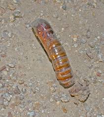 Attēlu rezultāti vaicājumam “Hepialidae”