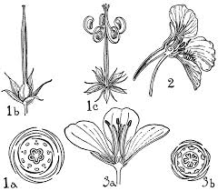 Attēlu rezultāti vaicājumam “Geraniaceae”