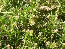 Attēlu rezultāti vaicājumam “Sagina procumbens flower”