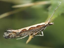 Attēlu rezultāti vaicājumam “Plutella xylostella”